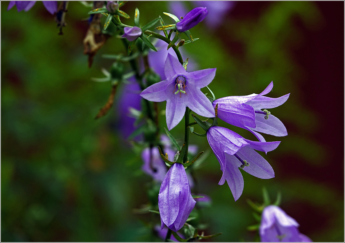 Изображение особи Campanula rapunculoides.