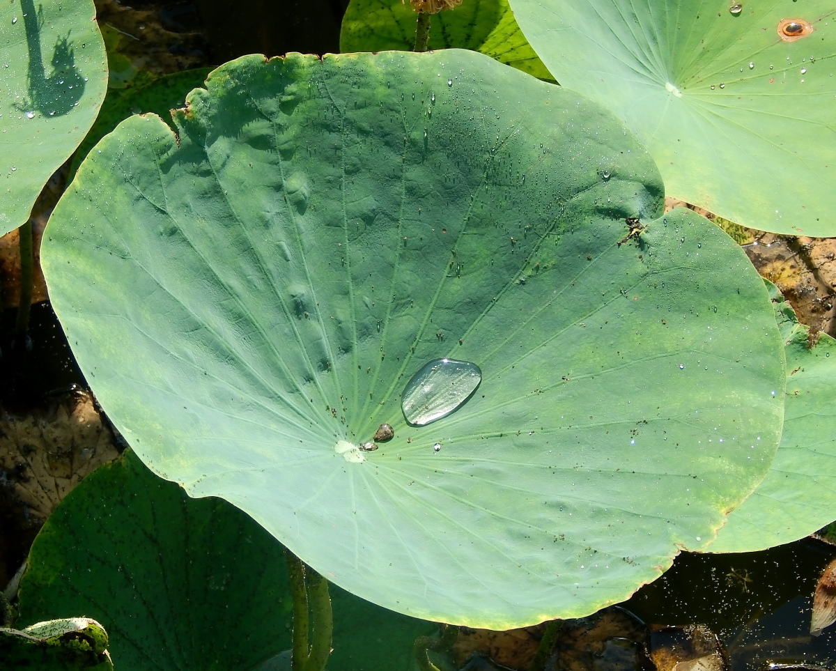 Image of Nelumbo caspica specimen.
