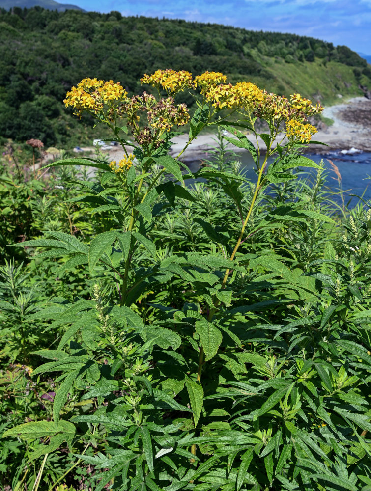 Image of Senecio cannabifolius specimen.