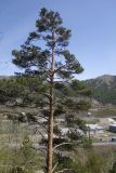 Pinus sylvestris