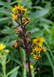 Ligularia fischeri