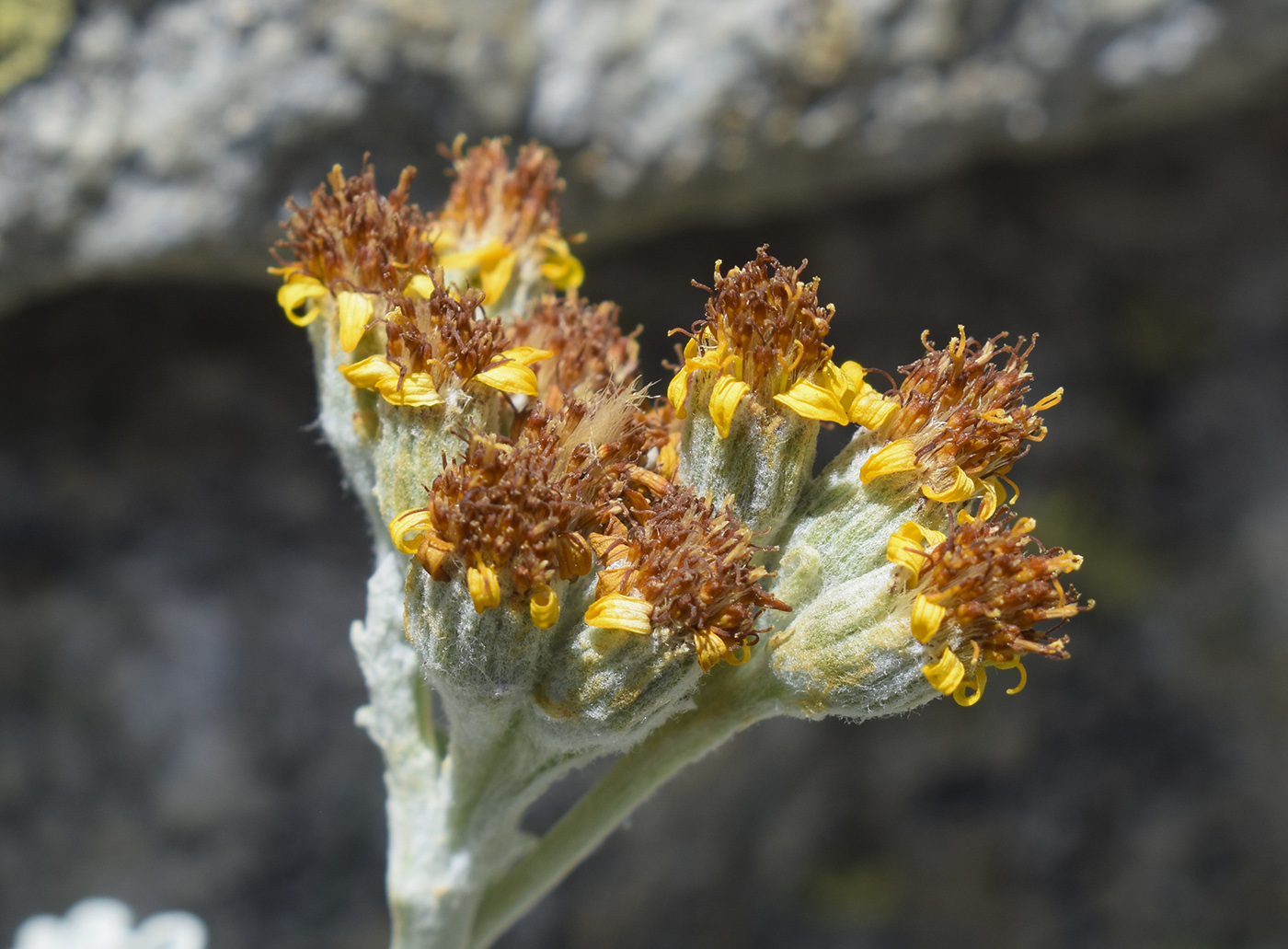 Image of Senecio leucophyllus specimen.