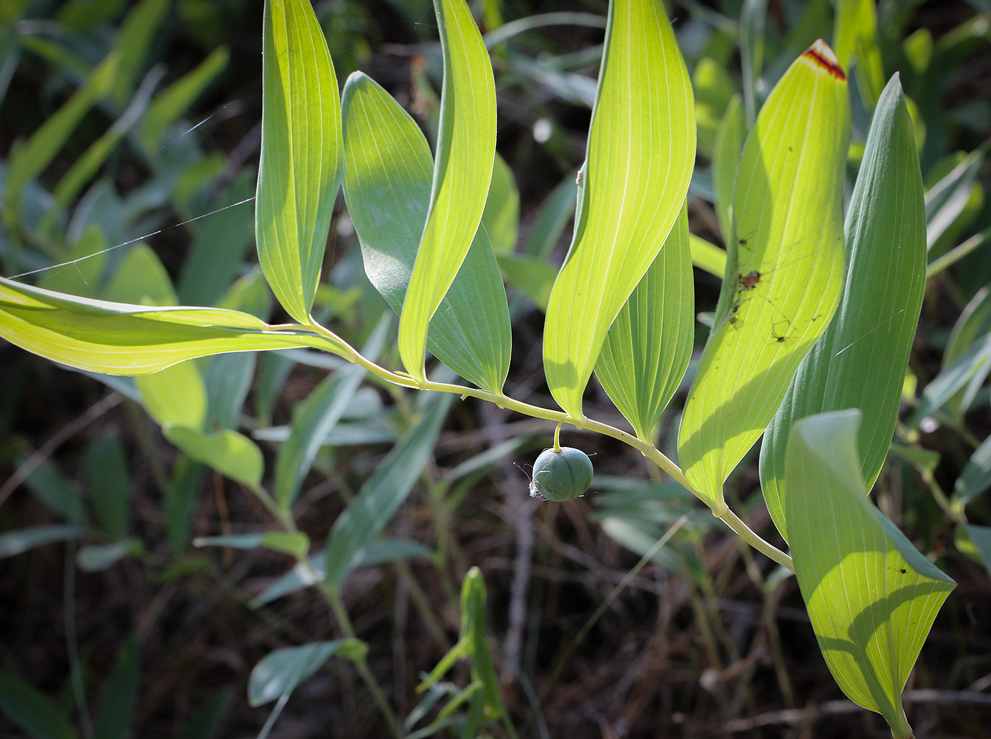 Image of Polygonatum odoratum specimen.