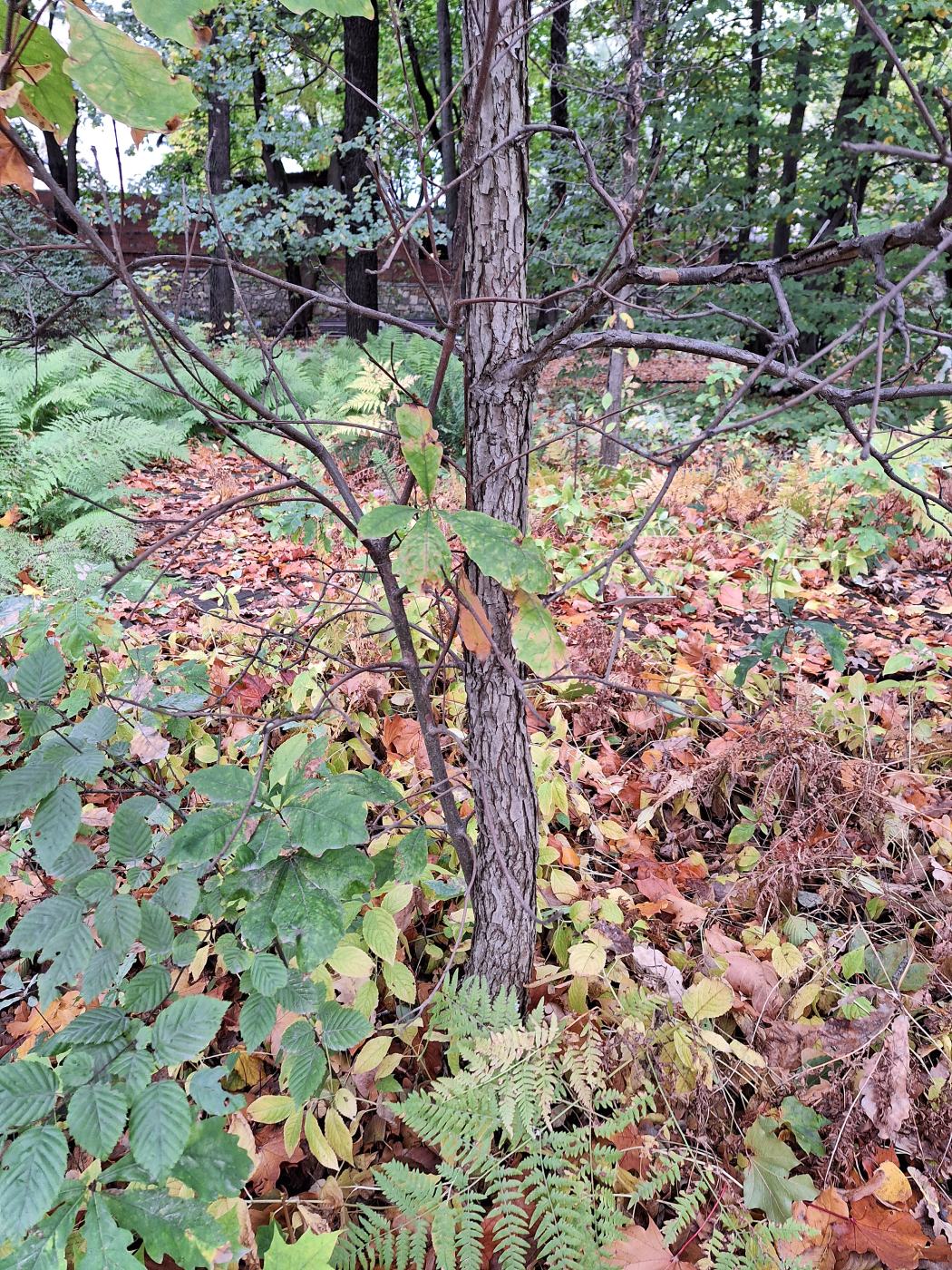 Изображение особи Quercus velutina.