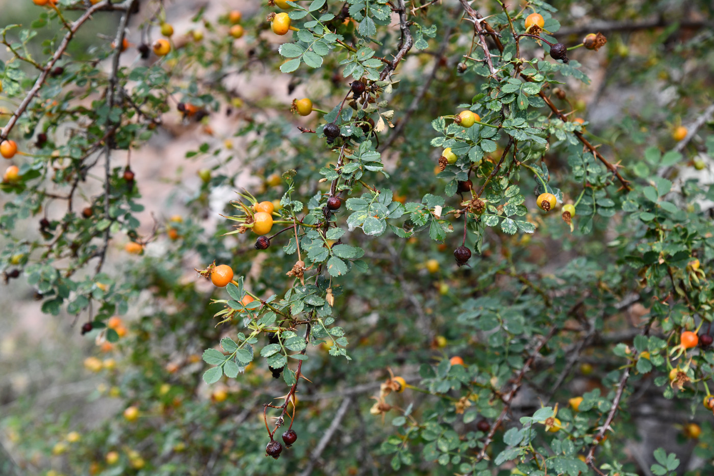 Image of Rosa platyacantha specimen.