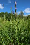 Gentiana pneumonanthe. Расцветающее растение. Новгородская обл., Новгородский р-н, дер. Юрьево напротив музея «Витославлицы», луг (бывший сенокос?) среди леса. 24.07.2023.