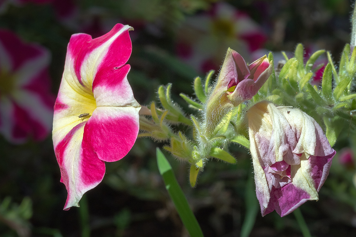 Image of Petunia × atkinsiana specimen.