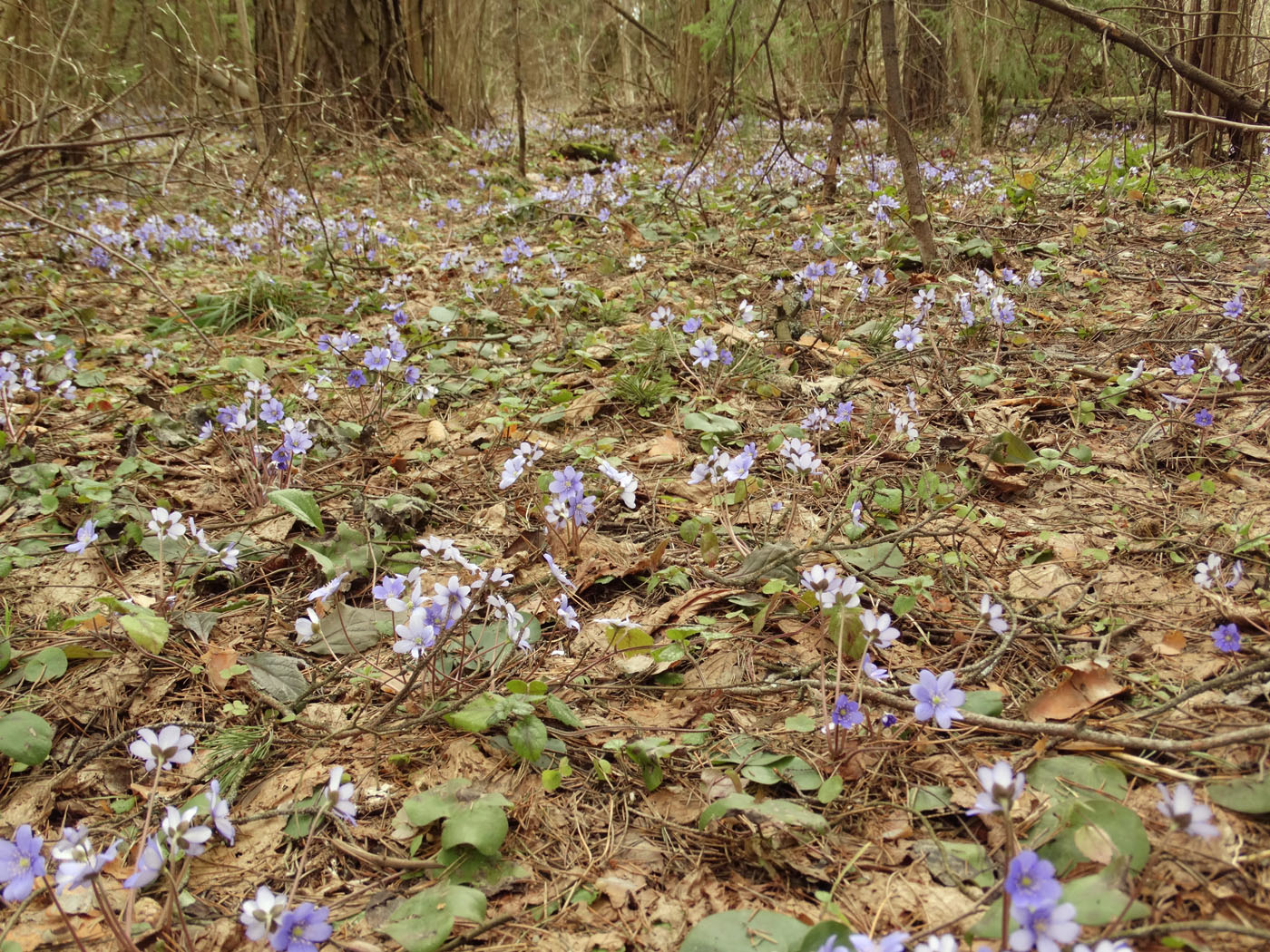 Image of Hepatica nobilis specimen.