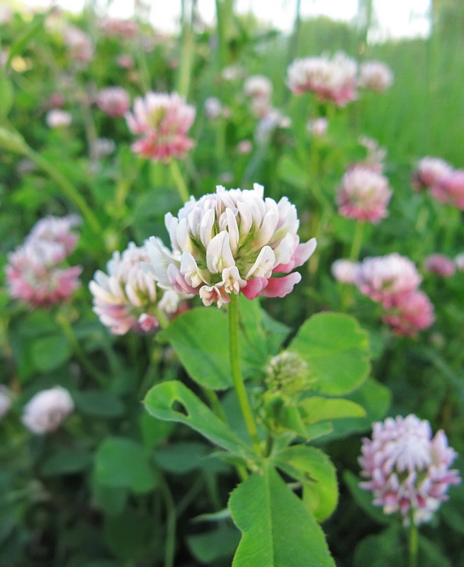 Изображение особи Trifolium hybridum.