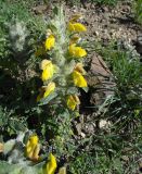 Phlomoides speciosa