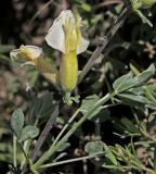 Chamaecytisus ruthenicus