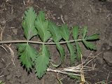 Pimpinella saxifraga. Лист нижней формации (адаксиальная сторона). Ульяновская обл., Мелекесский р-н, окр. с. Приморское, остепнённый луг с участками засоления. 25.06.2023.