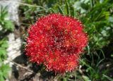 Rhodiola linearifolia