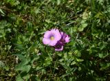 Linum hypericifolium