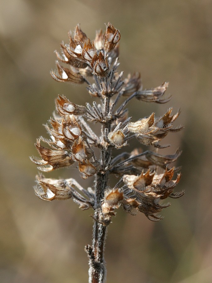 Image of Thymus ovatus specimen.