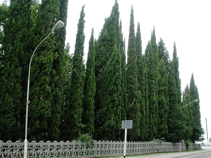 Image of Cupressus sempervirens specimen.