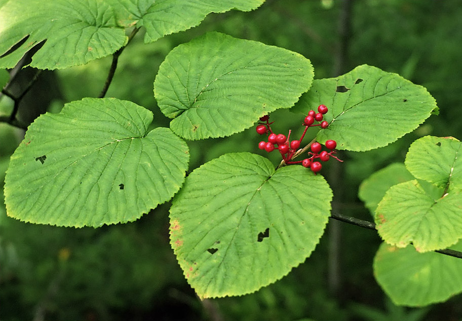 Image of Viburnum furcatum specimen.