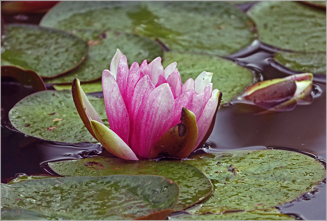 Image of Nymphaea × marliacea specimen.