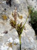 Carex litwinovii
