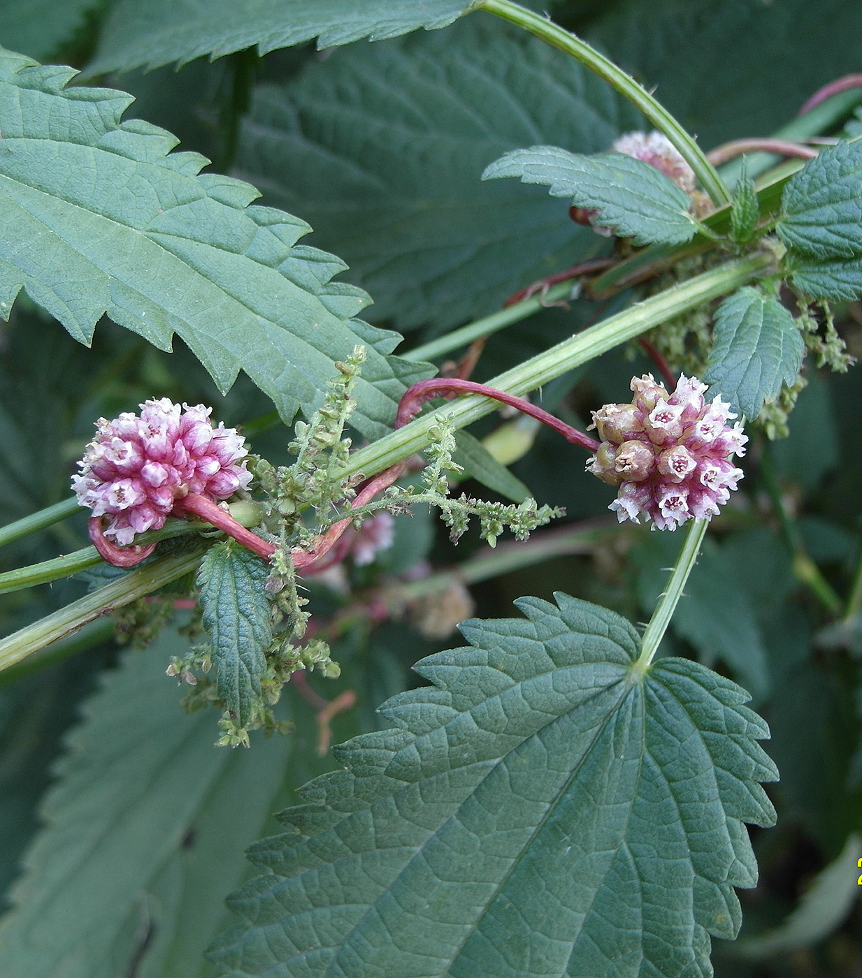 Image of Cuscuta europaea specimen.