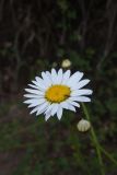 Anthemis rigescens