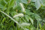 Carex rhynchophysa