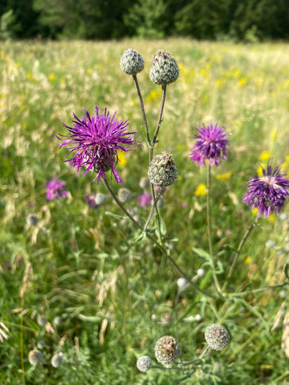 Изображение особи Centaurea scabiosa.