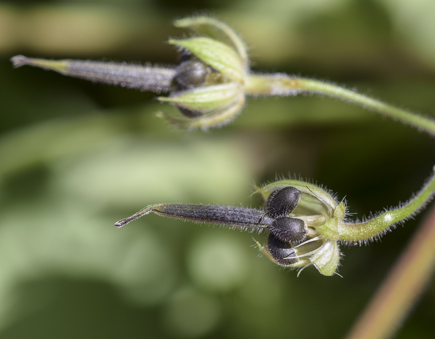 Image of Geranium rotundifolium specimen.