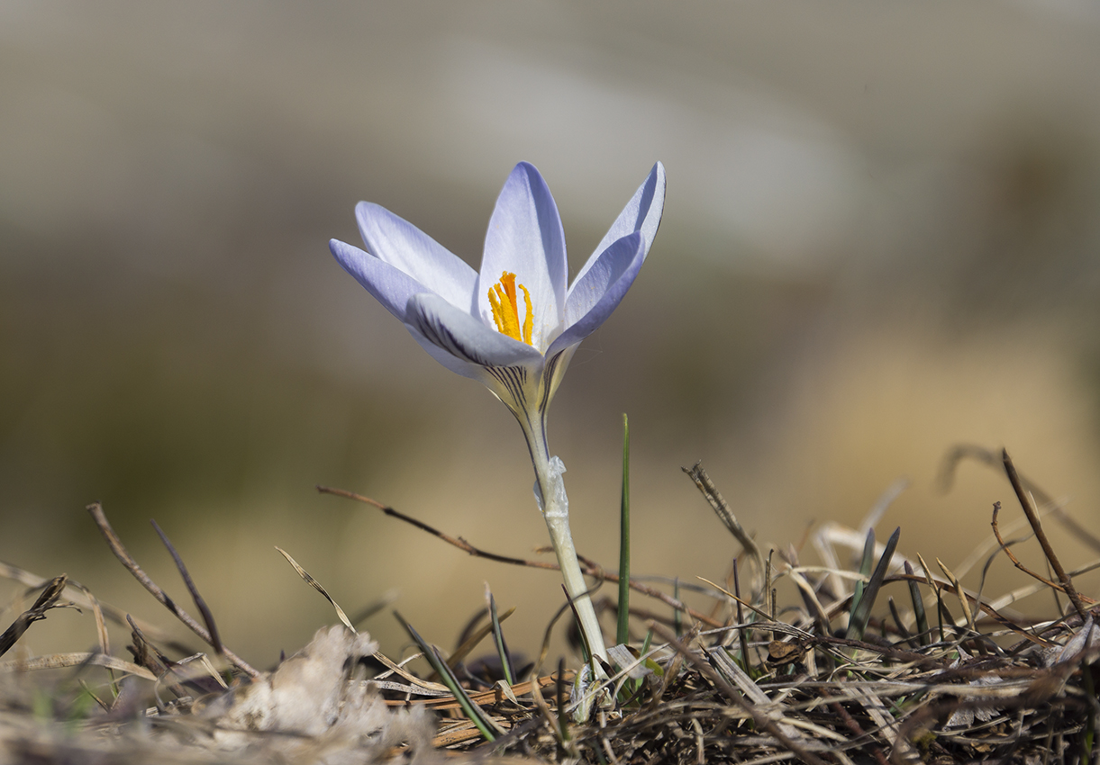 Image of Crocus reticulatus specimen.