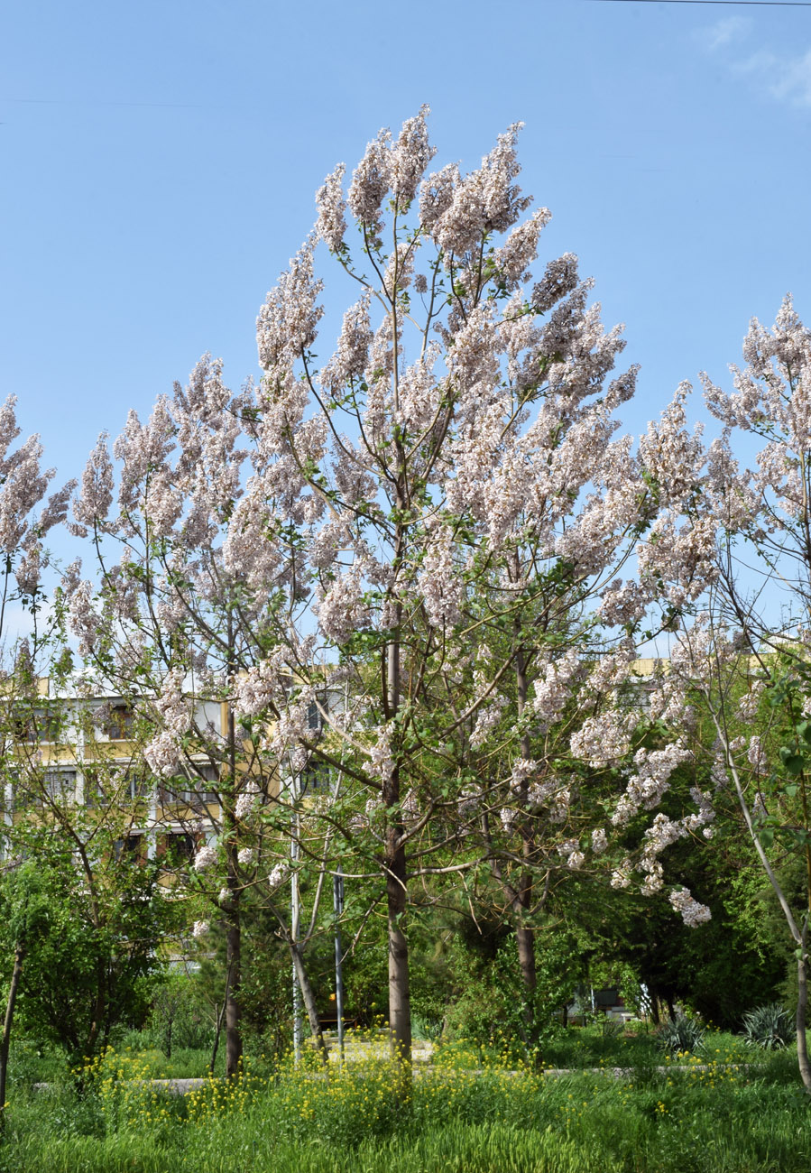 Изображение особи Paulownia tomentosa.