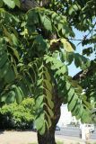 род Juglans
