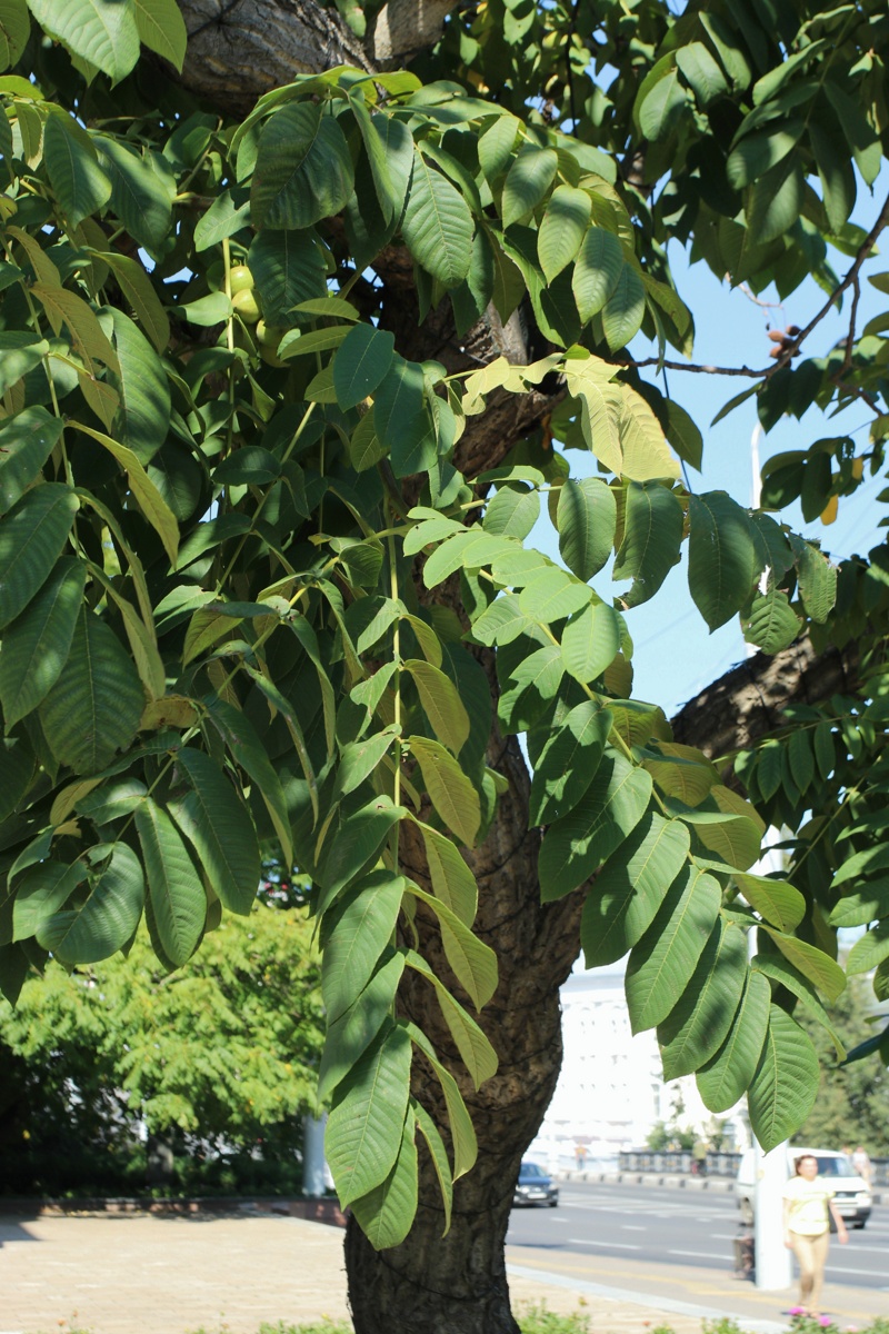 Изображение особи род Juglans.