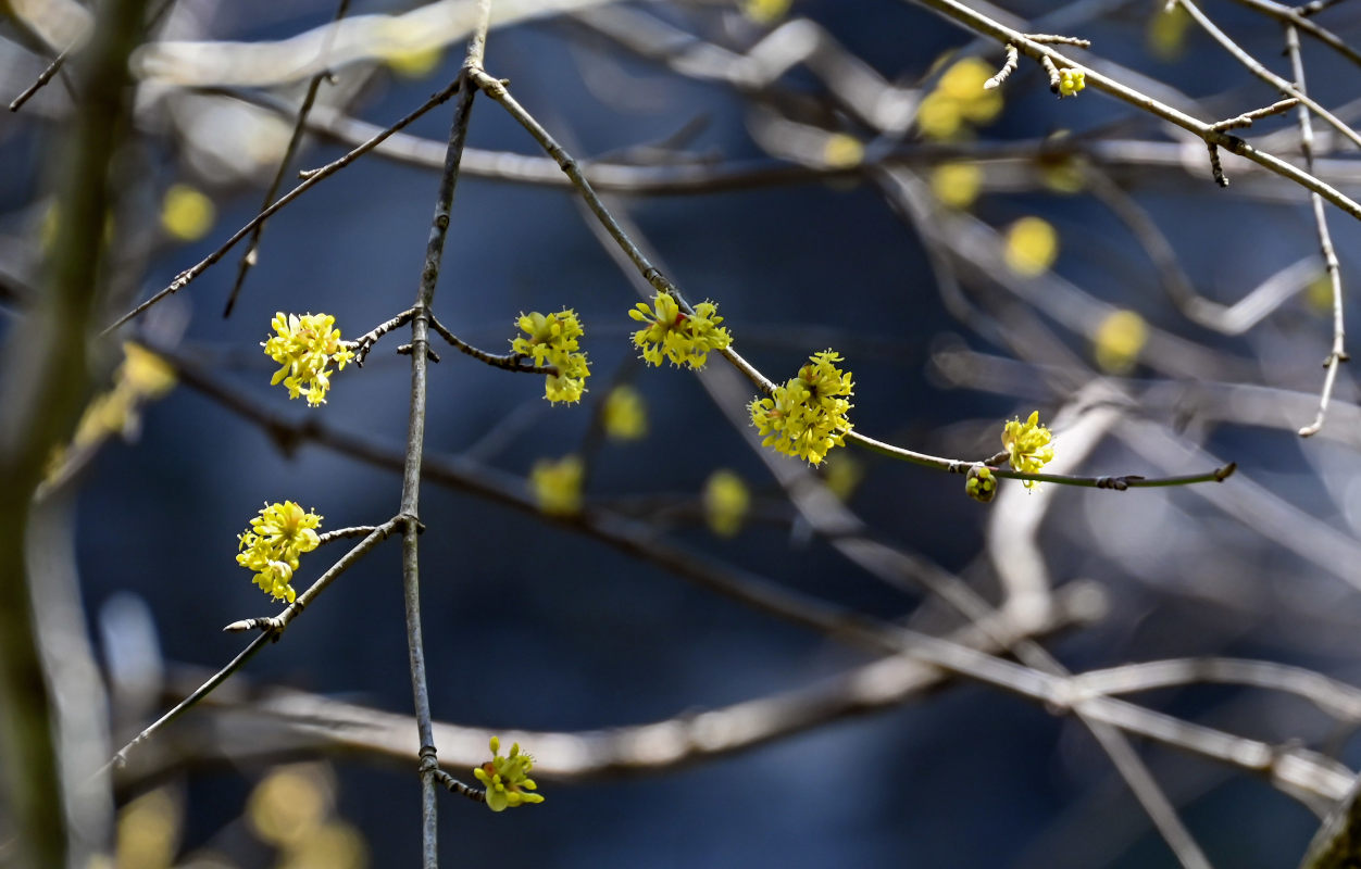 Изображение особи Cornus mas.