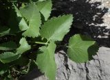 Mediasia macrophylla