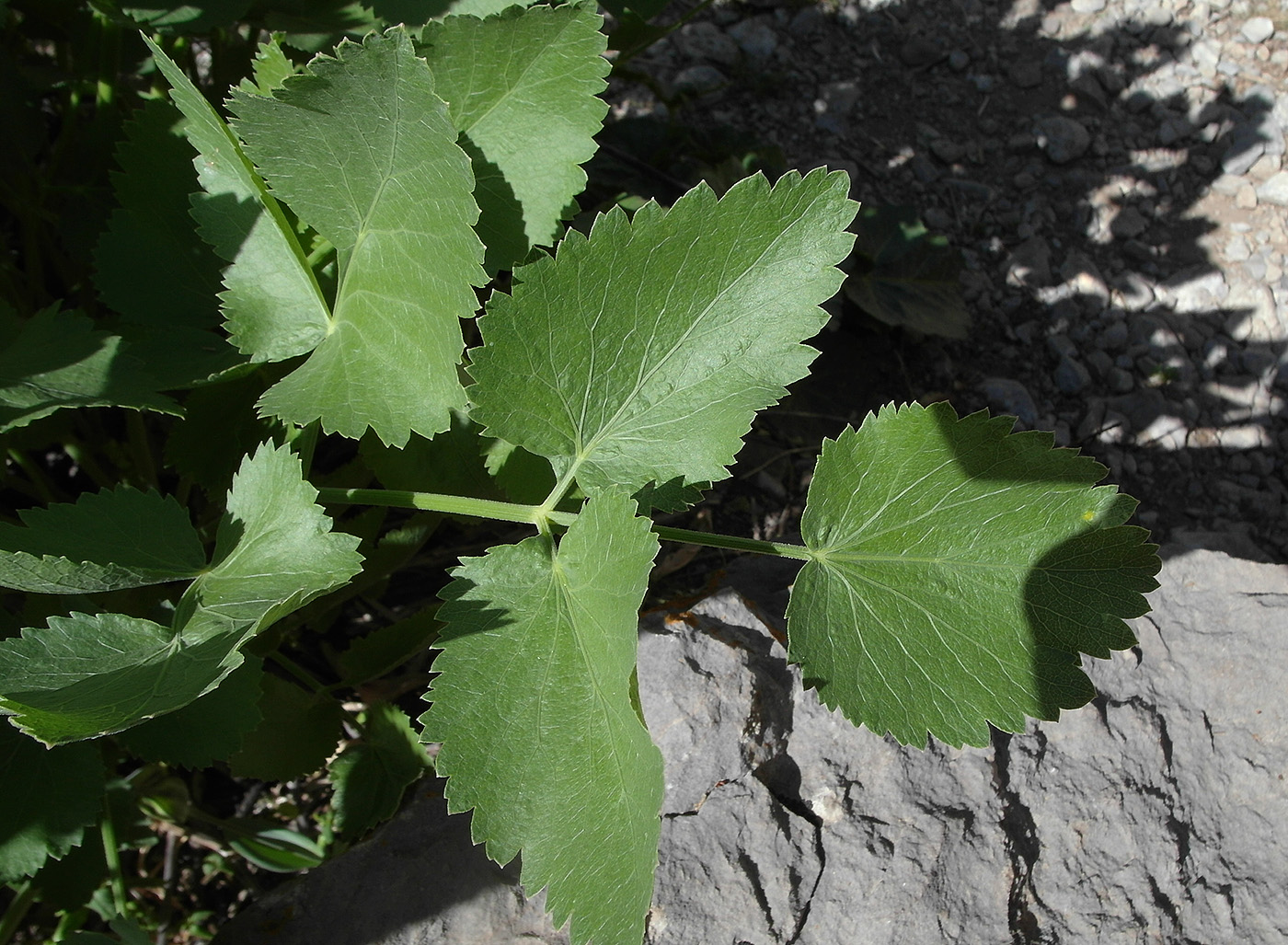 Image of Mediasia macrophylla specimen.