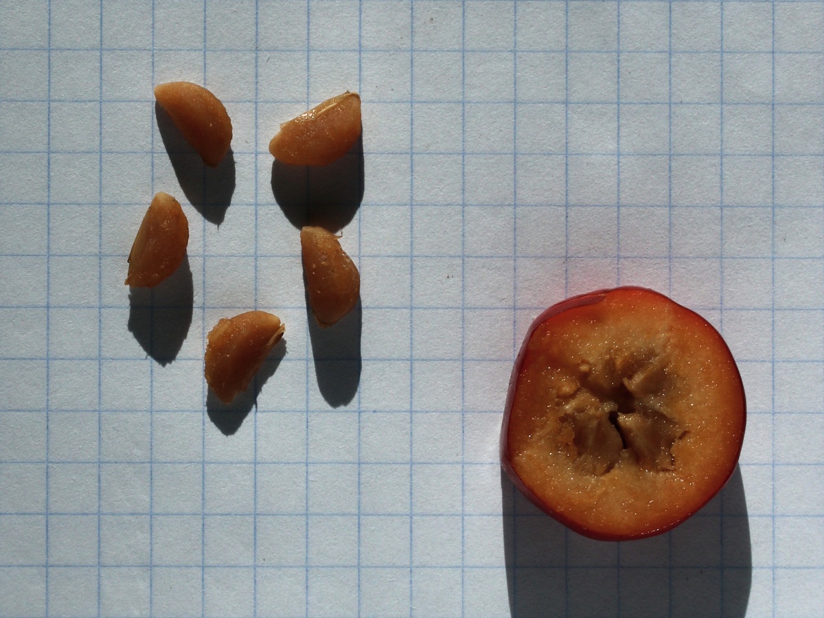 Изображение особи Crataegus submollis.