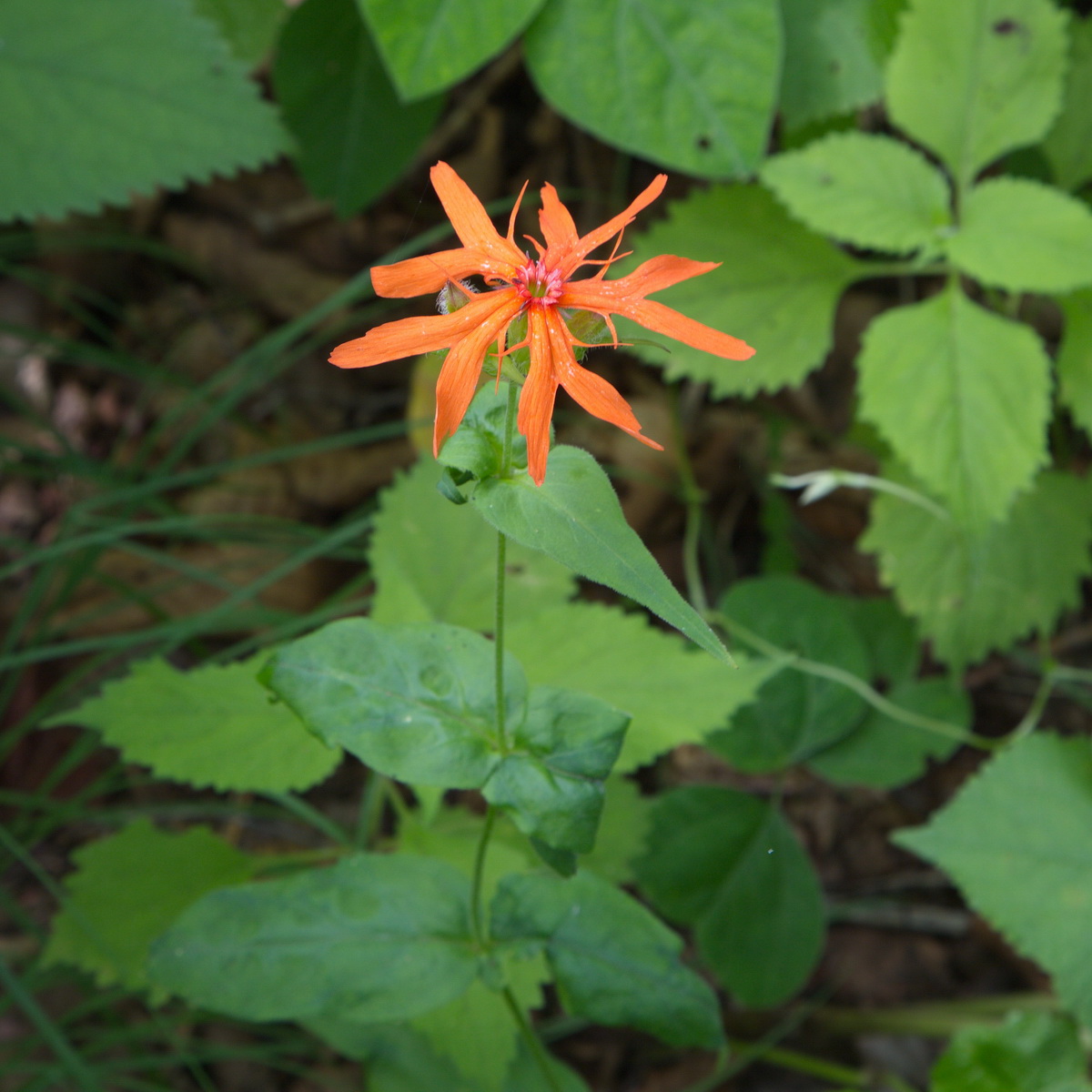Image of Lychnis fulgens specimen.