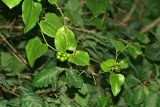 Smilax excelsa