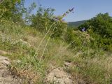 Salvia ringens. Цветущее растение. Краснодарский край, Крымский р-н, окр. станицы Неберджаевская, дол. р. Липки, пушистодубово-грабинниковый лес, скальное обнажение на месте старого заросшего карьера. 07.06.2025.