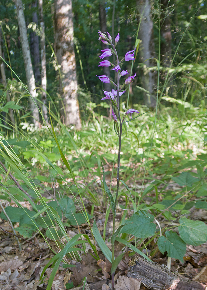 Image of Cephalanthera rubra specimen.