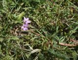 Erodium cicutarium. Верхушка побега с цветками. Турция, ил Агры, г. Догубаязит, скала, возвышающаяся на северо-востоке от дворца Исхак-паши, выс. 1800 м н.у.м, юго-западный склон. 20 мая 2025 г.
