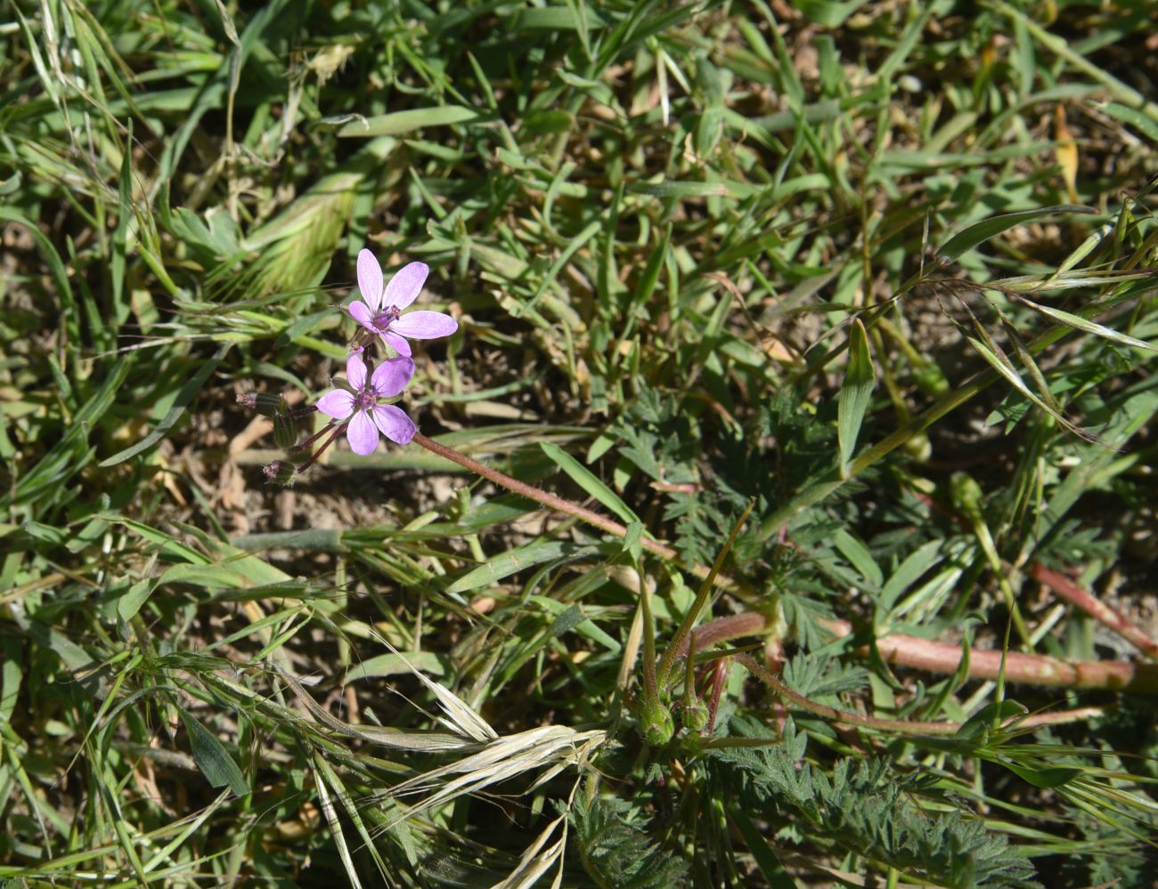 Image of Erodium cicutarium specimen.