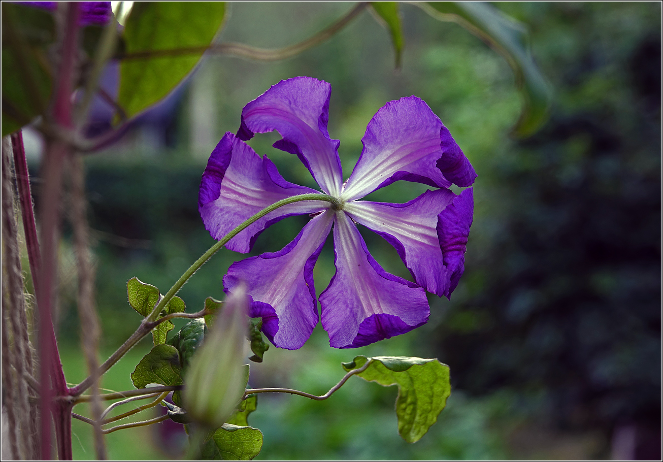 Изображение особи Clematis &times; jackmanii.