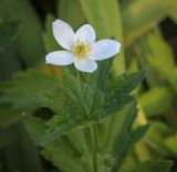 Anemonidium canadense. Верхушка цветущего растения. Татарстан, Агрызский р-н, с. Красный Бор, цветник. 06.08.2025.