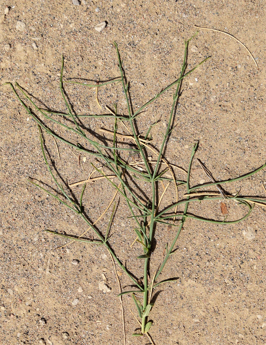 Изображение особи Dodartia orientalis.