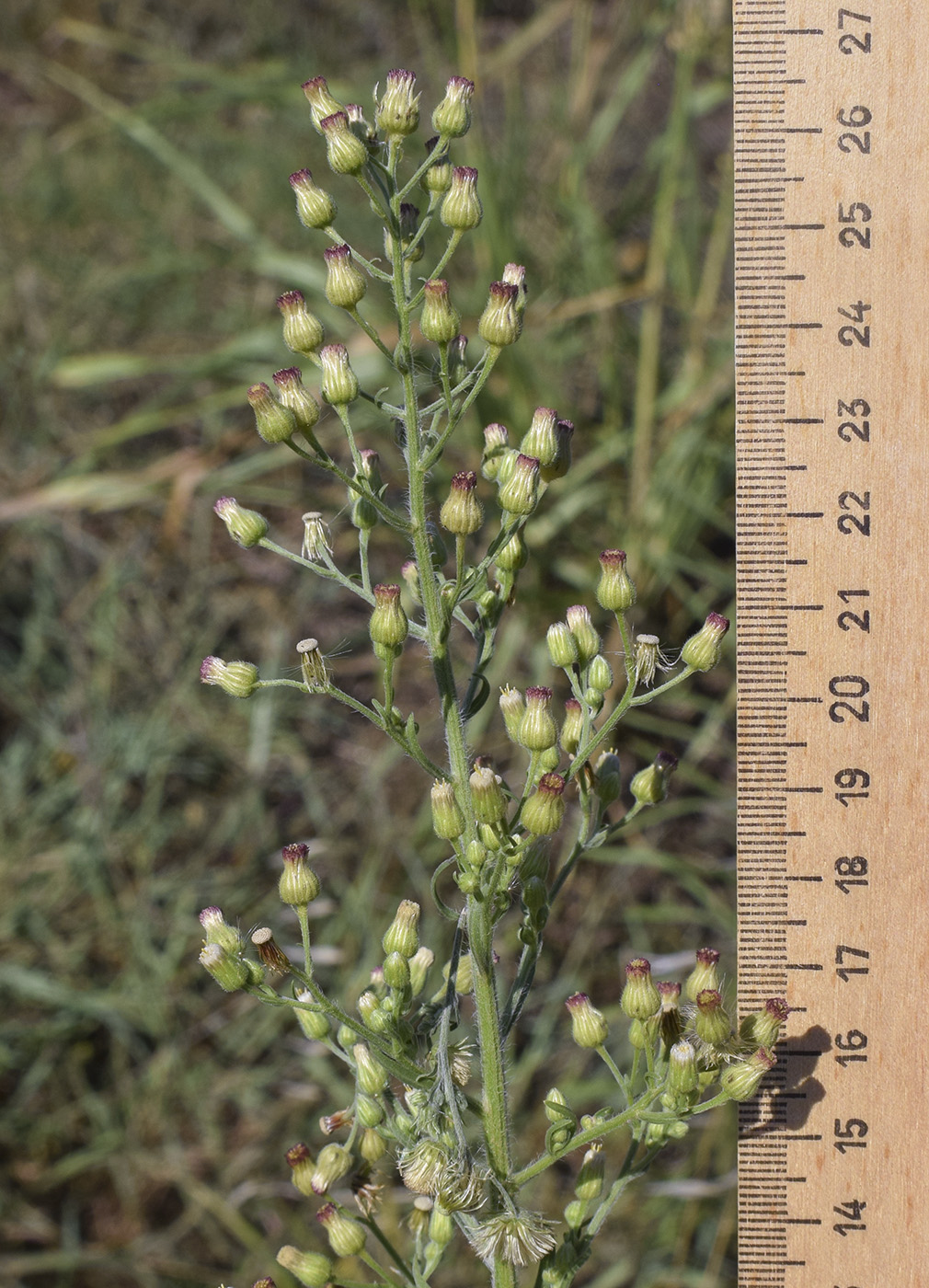 Изображение особи Conyza sumatrensis.