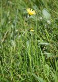 Tragopogon filifolius