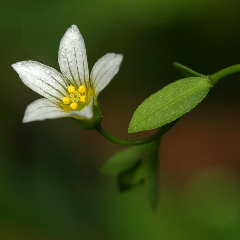 Изображение особи Linum catharticum.