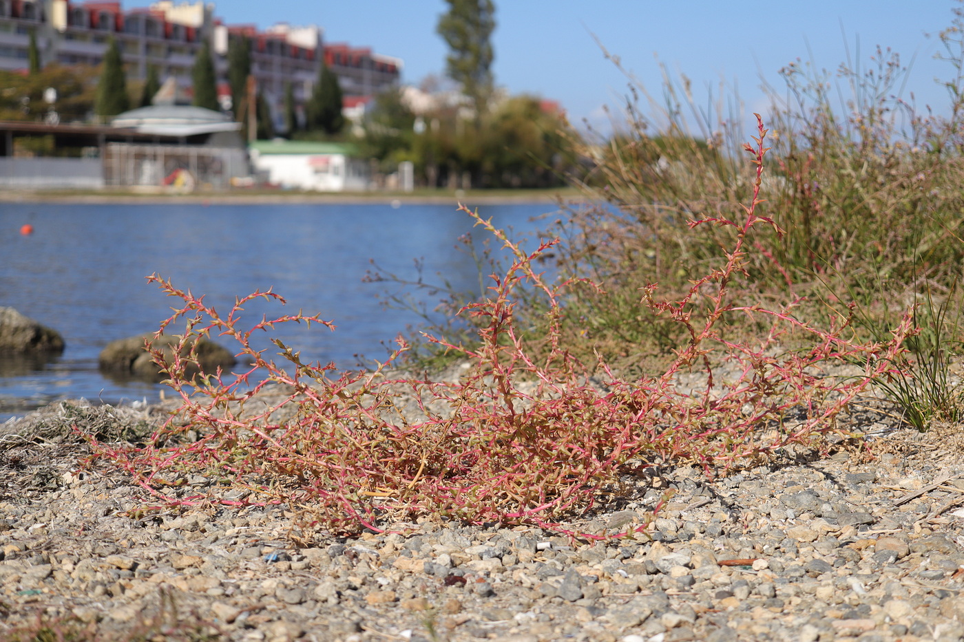 Image of Salsola soda specimen.