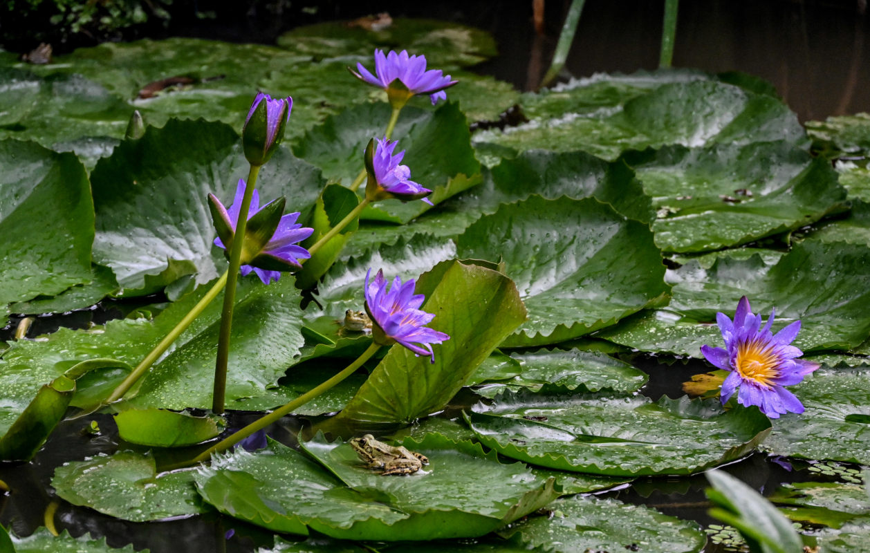 Изображение особи Nymphaea nouchali var. caerulea.